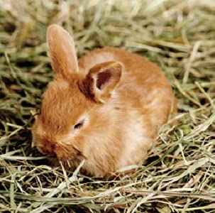 Blue Mountain Hay forraje diario para mascotas de todas las edades.