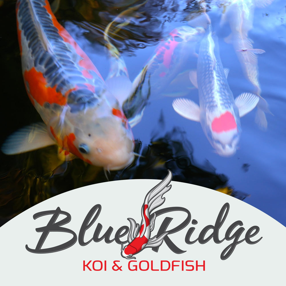 Blue Ridge Almacenamiento: conservar alimento de peces para estanques