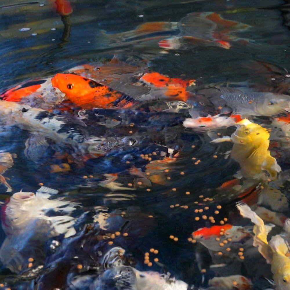 Blue Ridge Koi garantía de satisfacción y devolución.