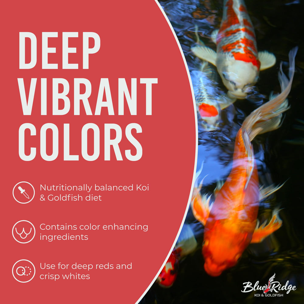 Blue Ridge Koi pellets grandes favorecen digestión estable en estanques.