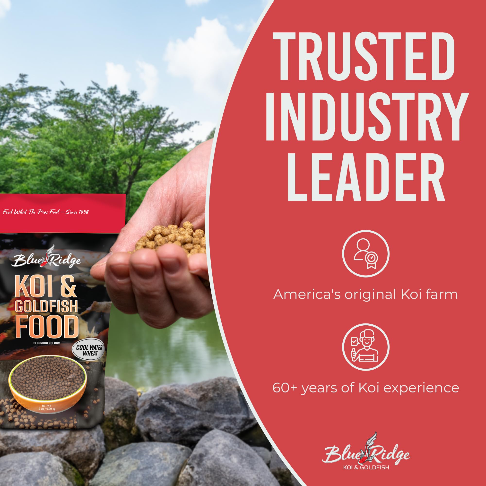 Blue Ridge Koi Pellets para consumo rápido visible durante la alimentación