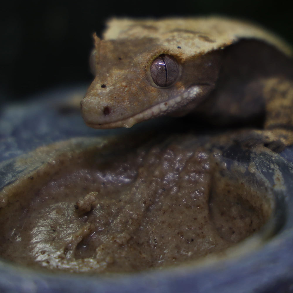 Blue River Diets dieta gecko crestado con insectos para variedad nutricional