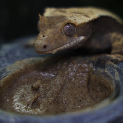 Blue River Diets dieta gecko crestado con insectos para variedad nutricional