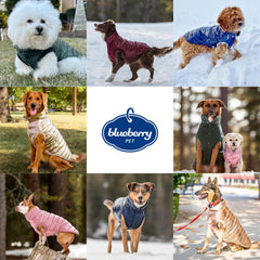 Blueberry Pet chaqueta para perro, cierre de botones para vestir fácilmente