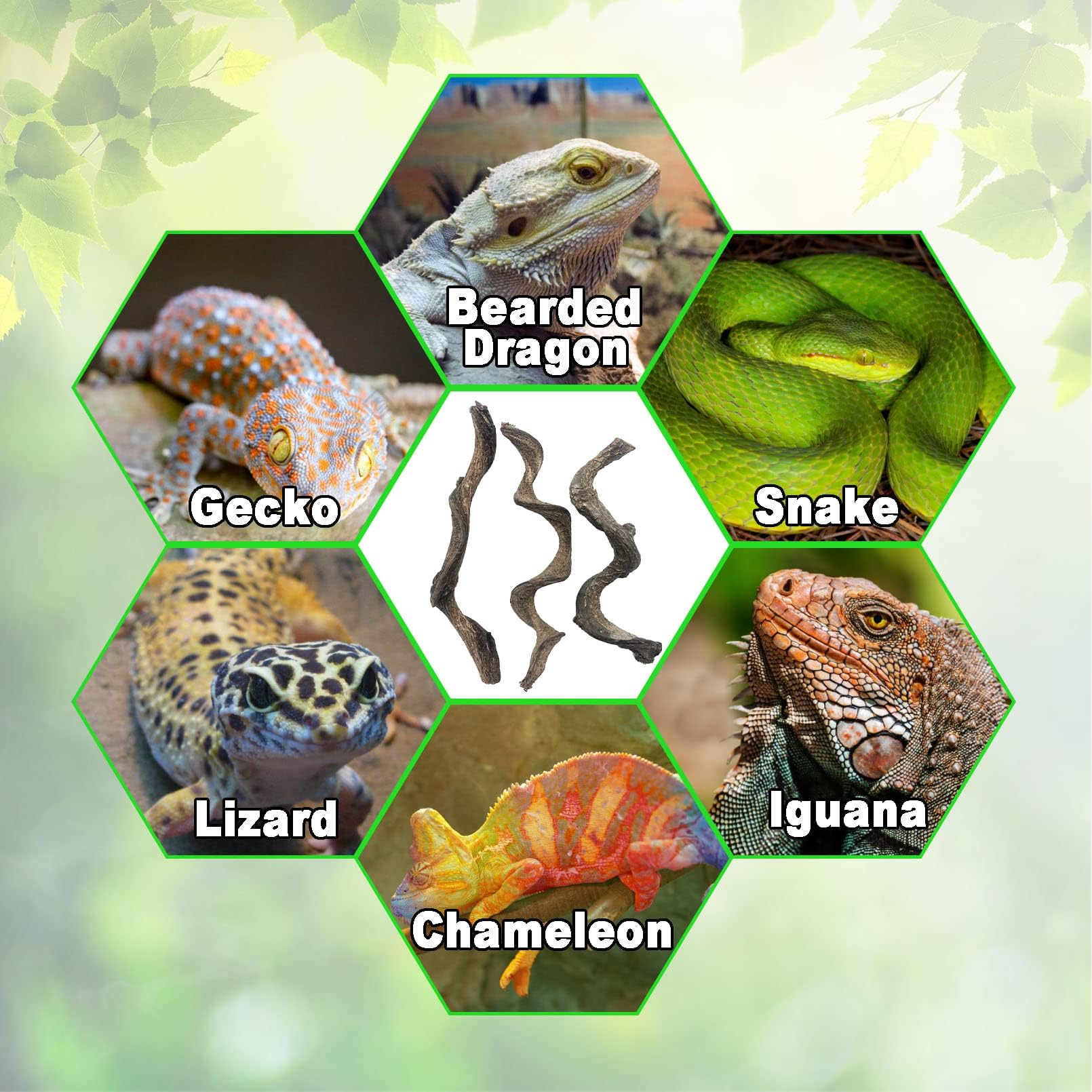 Collection BNOSDM de branches naturelles pour terrarium, variations et relief.
