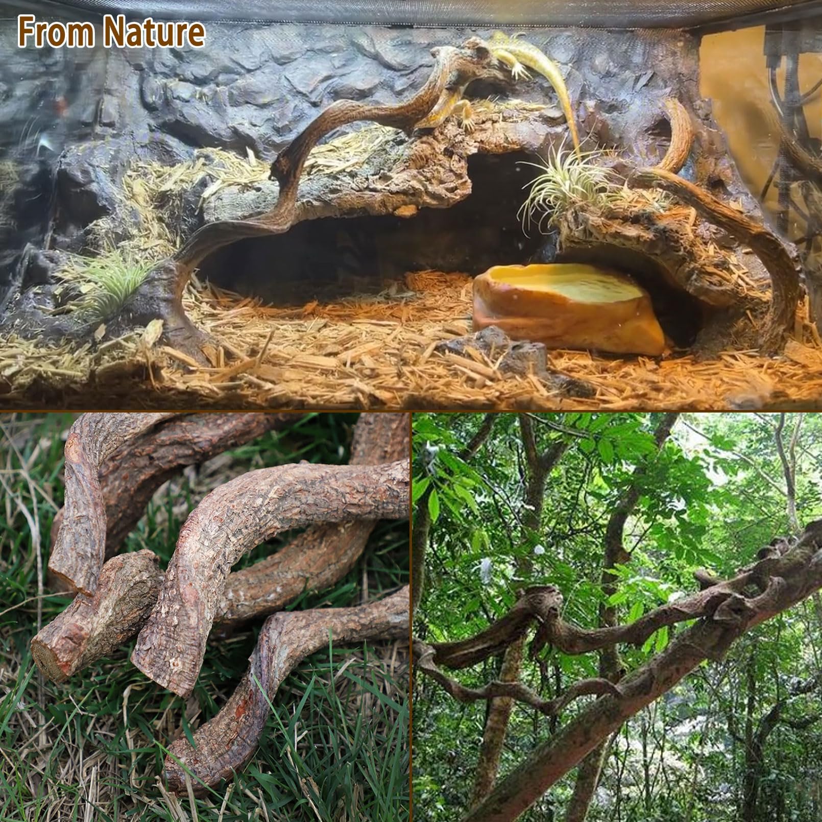 BNOSDM Ramas decorativas para terrario, ideal en desierto o tropical para realzar hábitat.