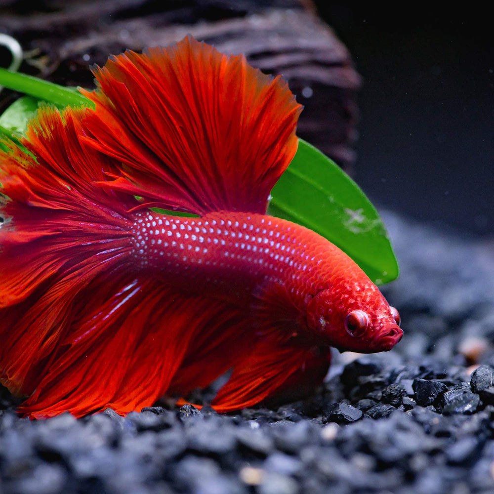 Uso práctico en el acuario con la hoja hamaca Boao.