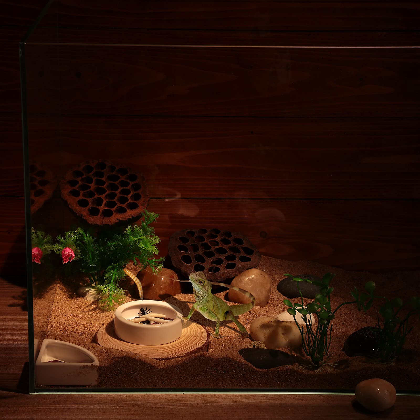 Boao medidas prácticas para geckos, dragones barbudos y otros reptiles