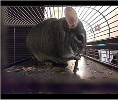 Bojafa palitos de manzana para chinchillas: uso seguro y sabor a manzana.