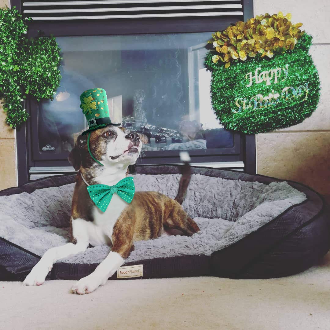 BoomBone lazo verde para perro, perfecto para combinar con atuendos variados.
