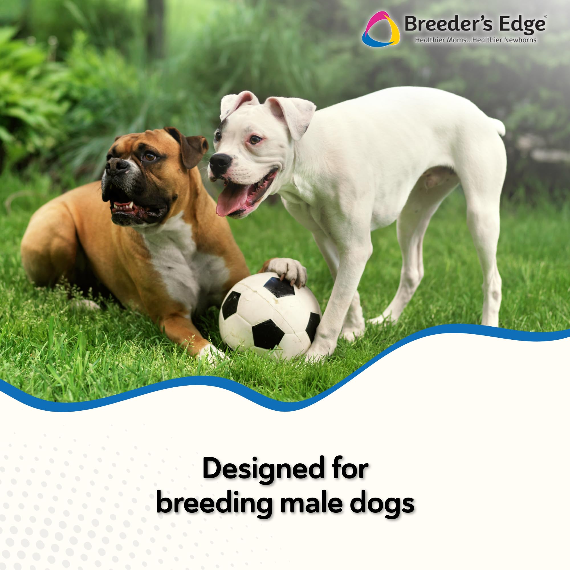 Breeders Edge en Between: protección de próstata y antioxidante.