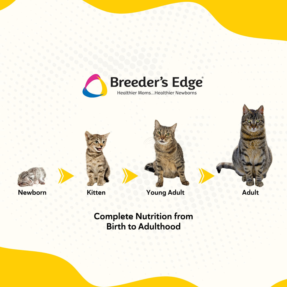Breeder's Edge Foster Care Feline, fórmula con baja lactosa para digestión cómoda.