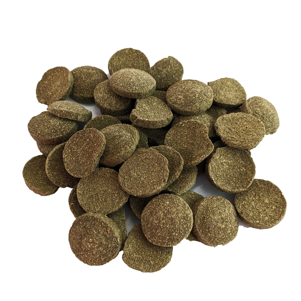 Brine Shrimp Direct PhytoDisc Plus servido en acuario, wafers de algas para peces herbívoros.
