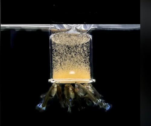 Bubble Magus, cistos de artemia: nutrientes esenciales para el crecimiento de peces.