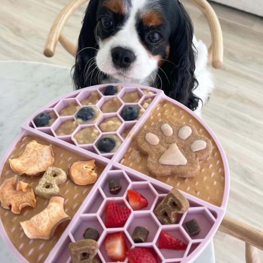 Perro disfruta una cucharada de mantequilla natural para snack.