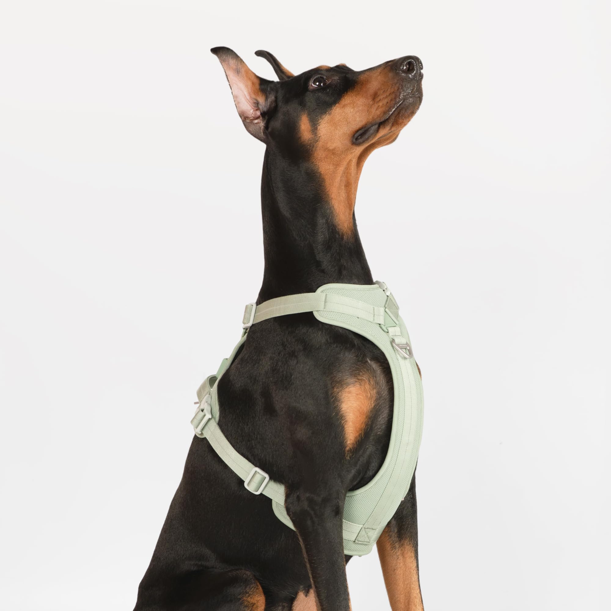 Arnés BuddyArmor con anilla en D trasera para paseos casuales.