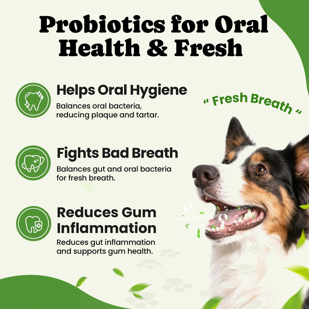 BuddyCheer probióticos para perros: 5 enzimas digestivas para la digestión.
