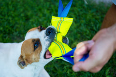 Bull Fit juguete de manguera contra incendios para perros, resistente y duradero.