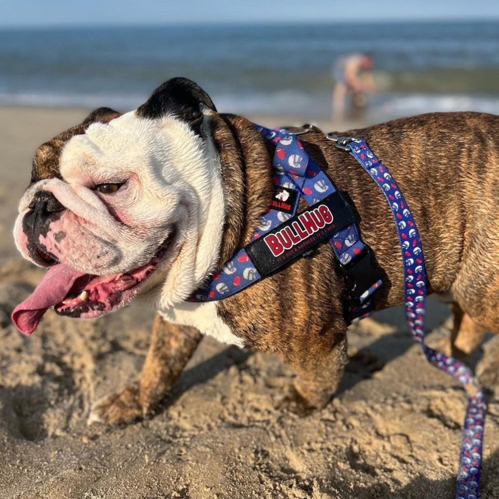 Arnés BullHug para pug con ajuste seguro y cómodo.
