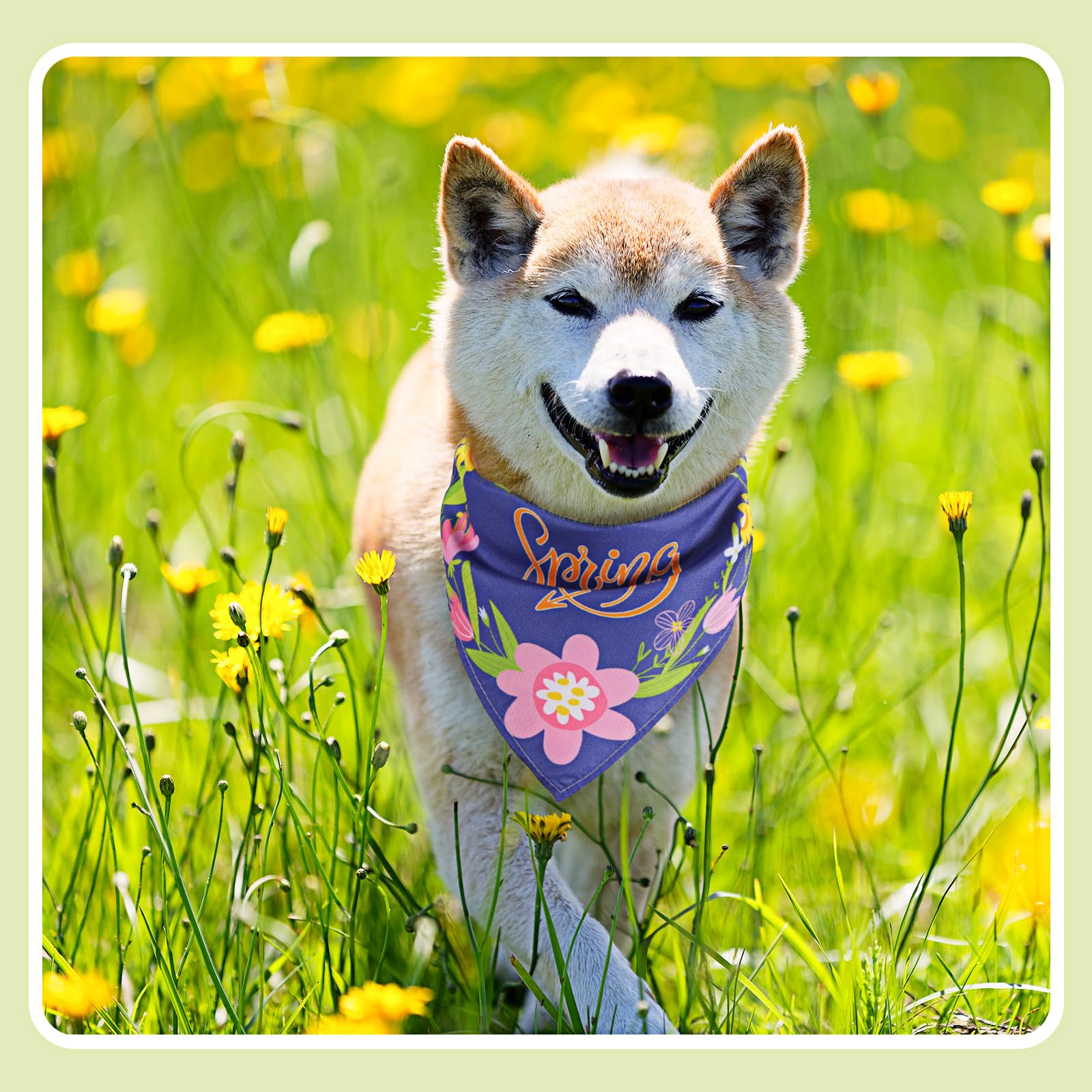 Bandanas para fotos y fiestas, variedad de estilos.