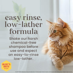 Burts Bees para Mascotas champú gato lavado diario en casa.