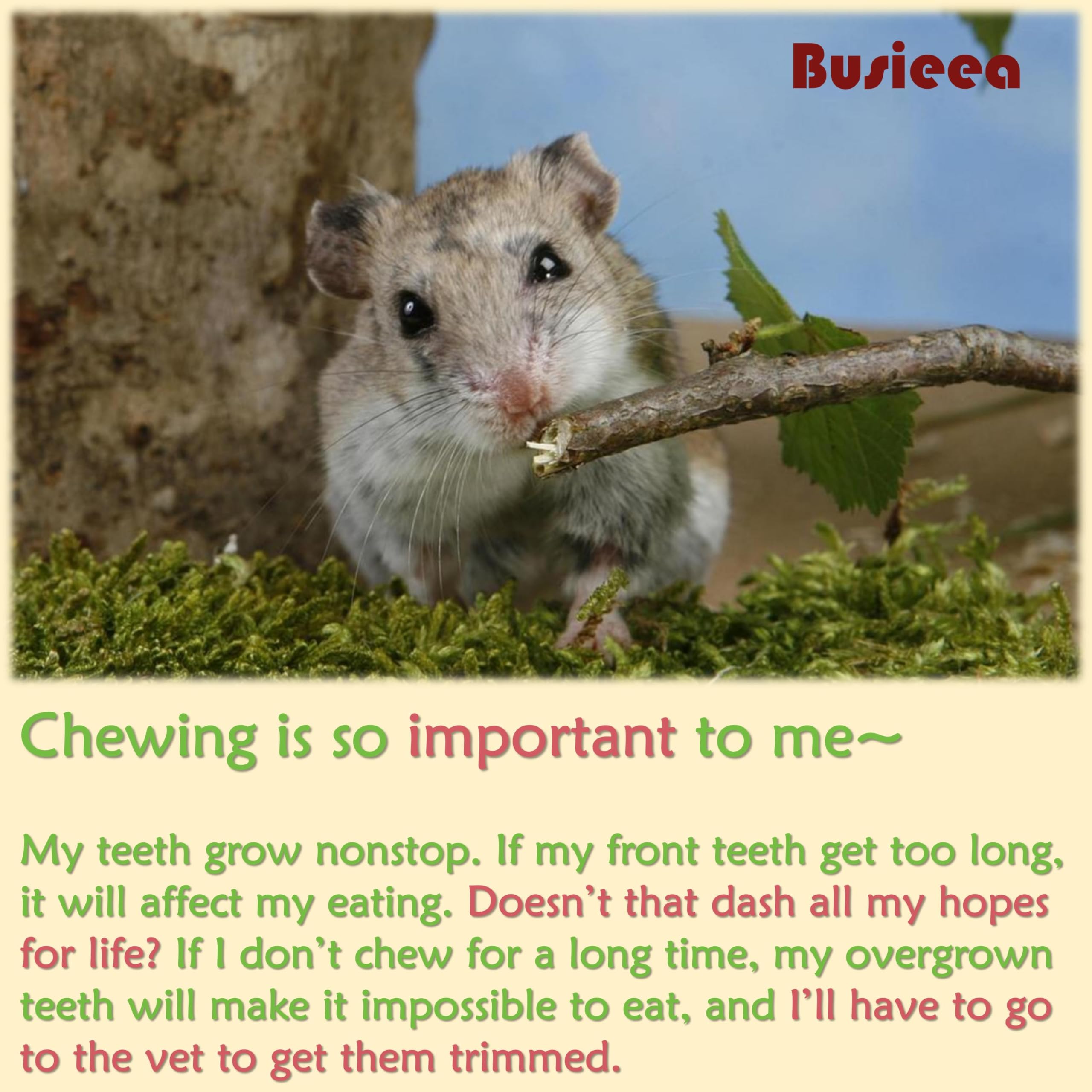 Busieea Palitos de Manzana, beneficio dental suave y diversión para mascotas pequeñas.