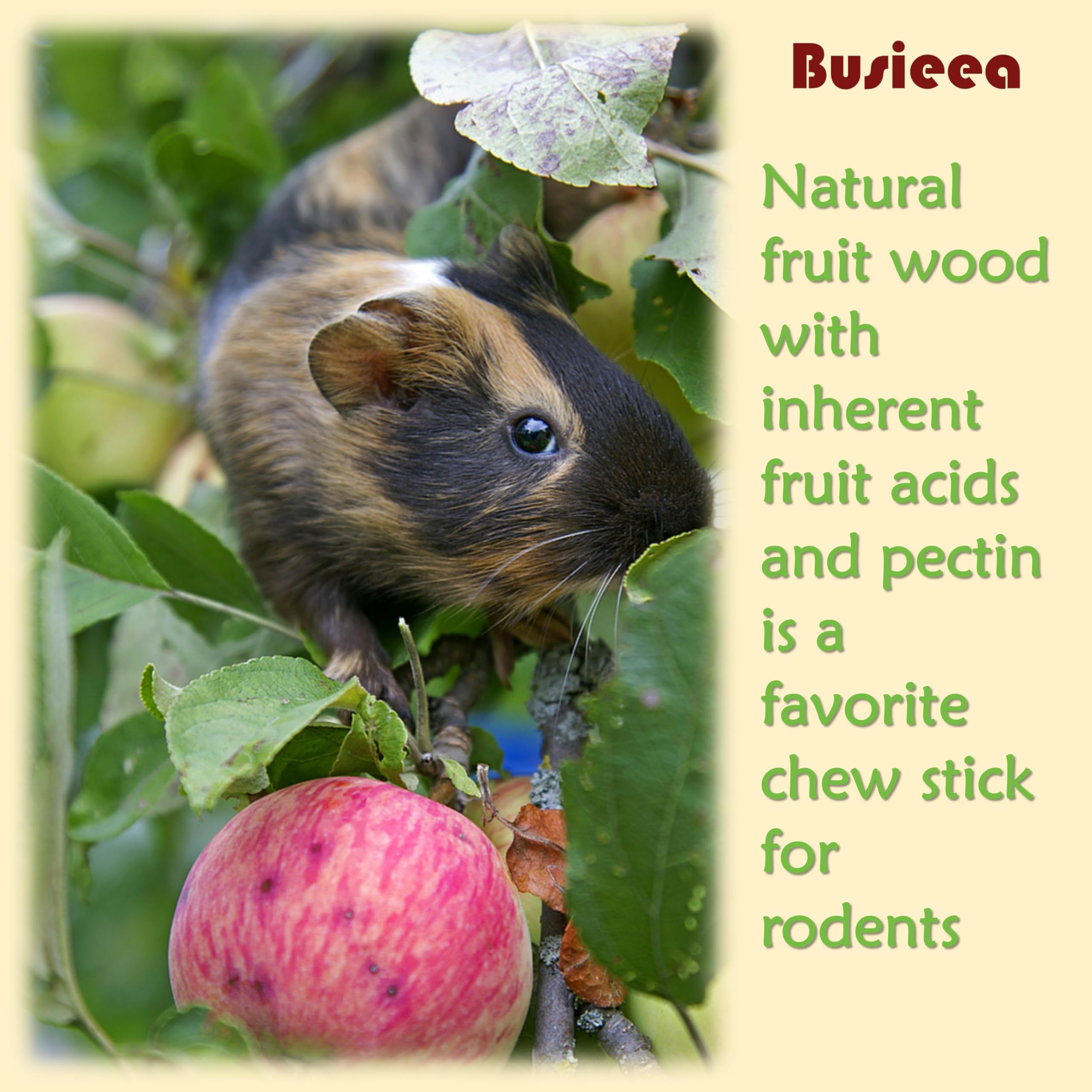 Busieea Palitos de Manzana: uso múltiple para conejos, cobayas y otros roedores.