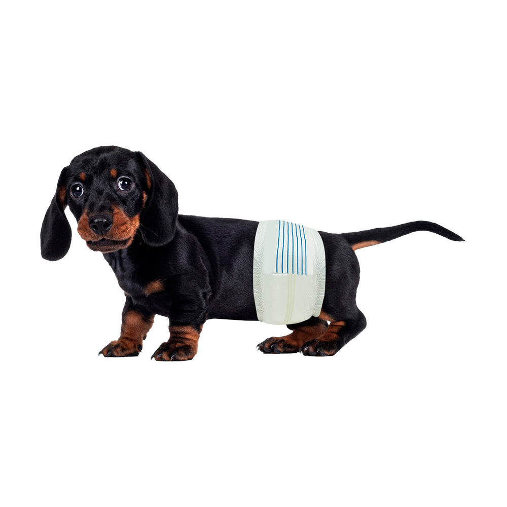 BV Dog Diapers para perro macho pequeño con 50 unidades y ajuste cómodo.