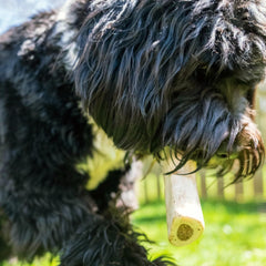 Cadet Hueso espinilla duradero para perros grandes, masticación prolongada y segura.