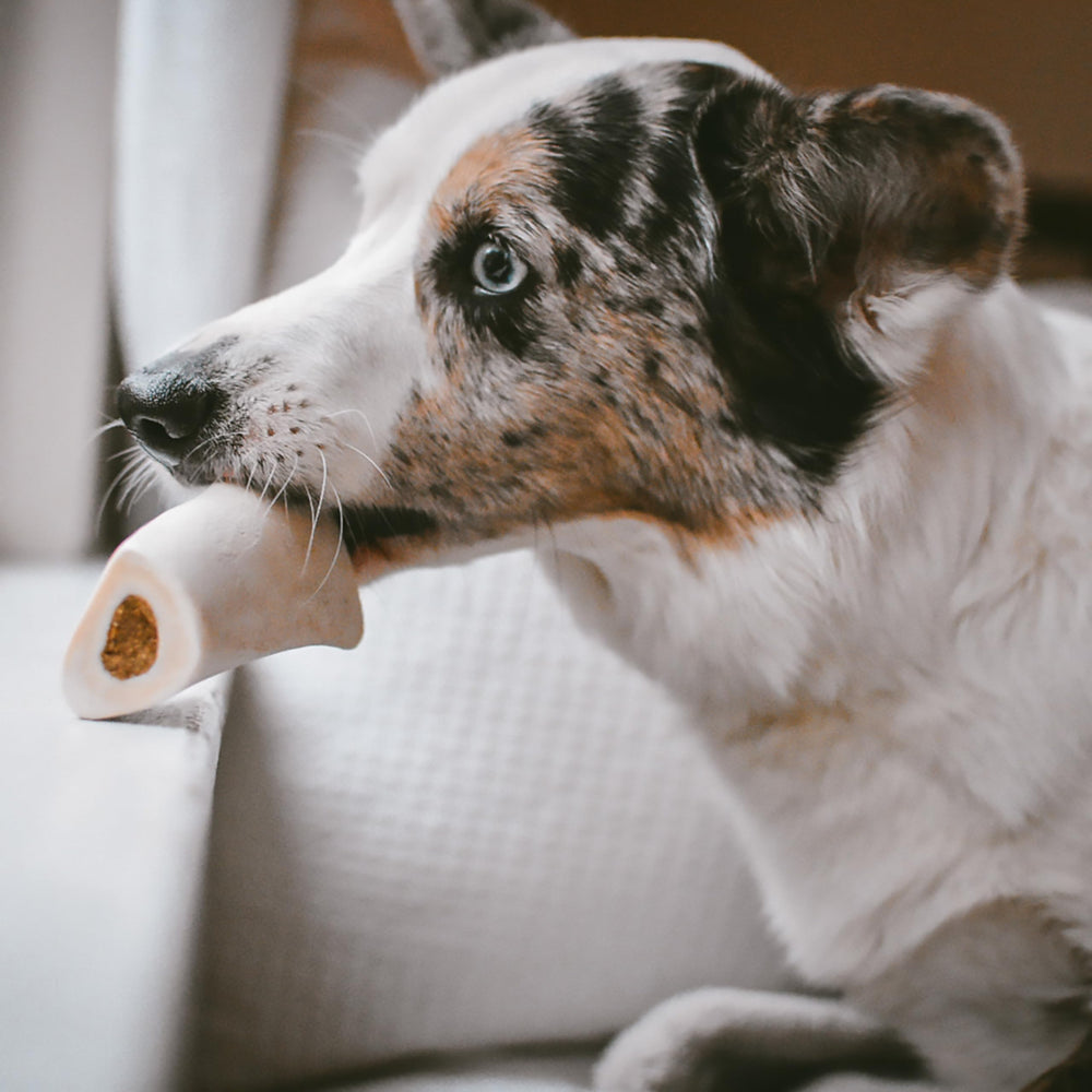 Cadet Hueso Relleno Tocino Queso para perros agresivos y entretenimiento
