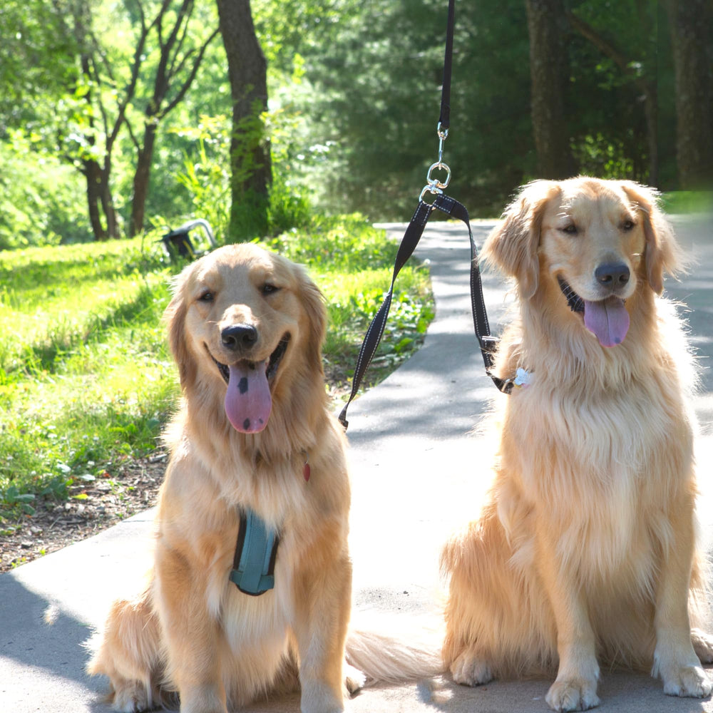 Caldwell's accesorio para caminatas con dos perros, reducción de nudos.