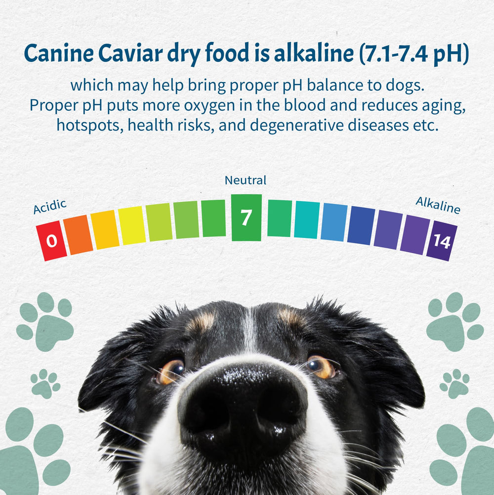 Canine Caviar Open Sky: raciones balanceadas para un perro activo