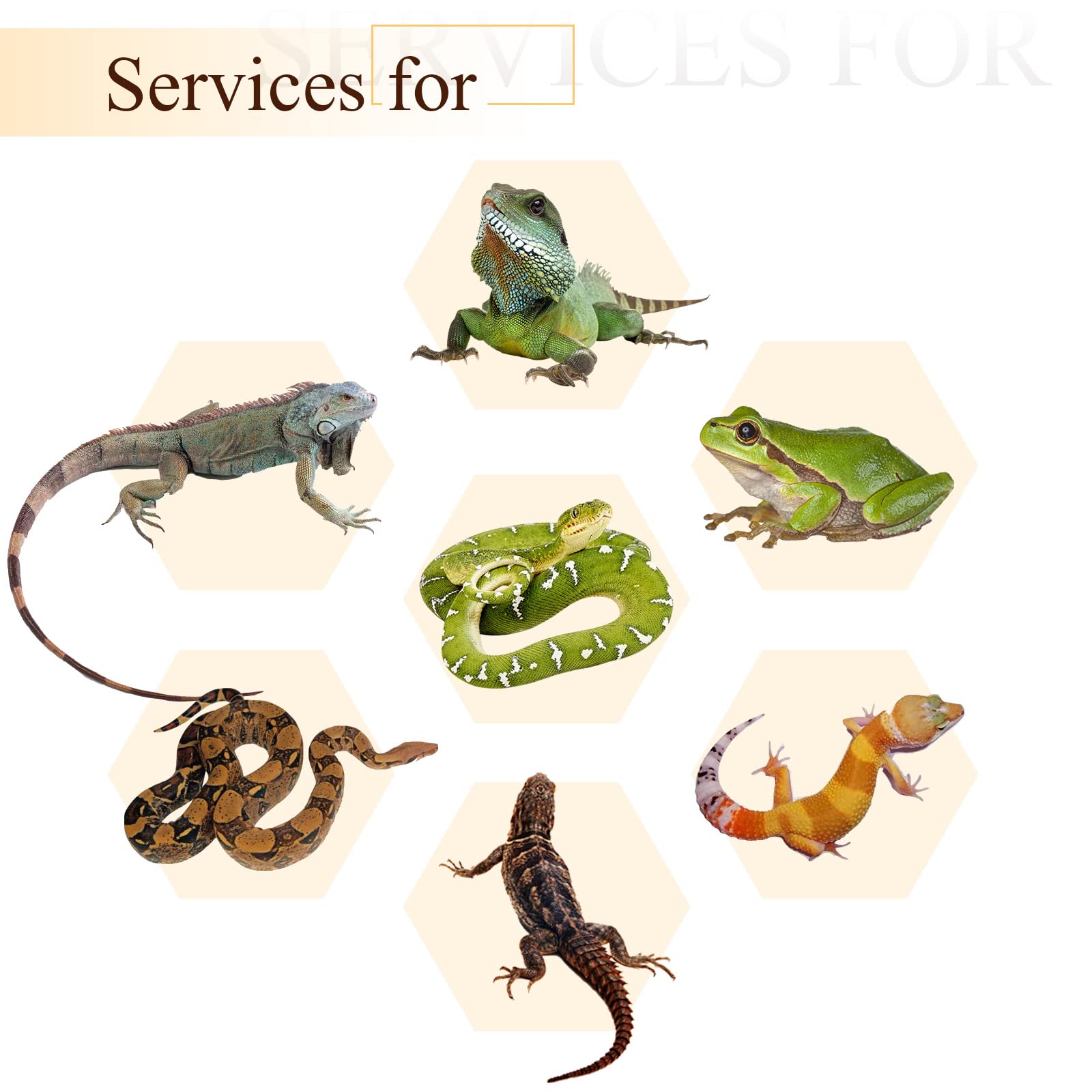 Canlierr accesorios decorativos para terrario, útiles para mascotas activas.
