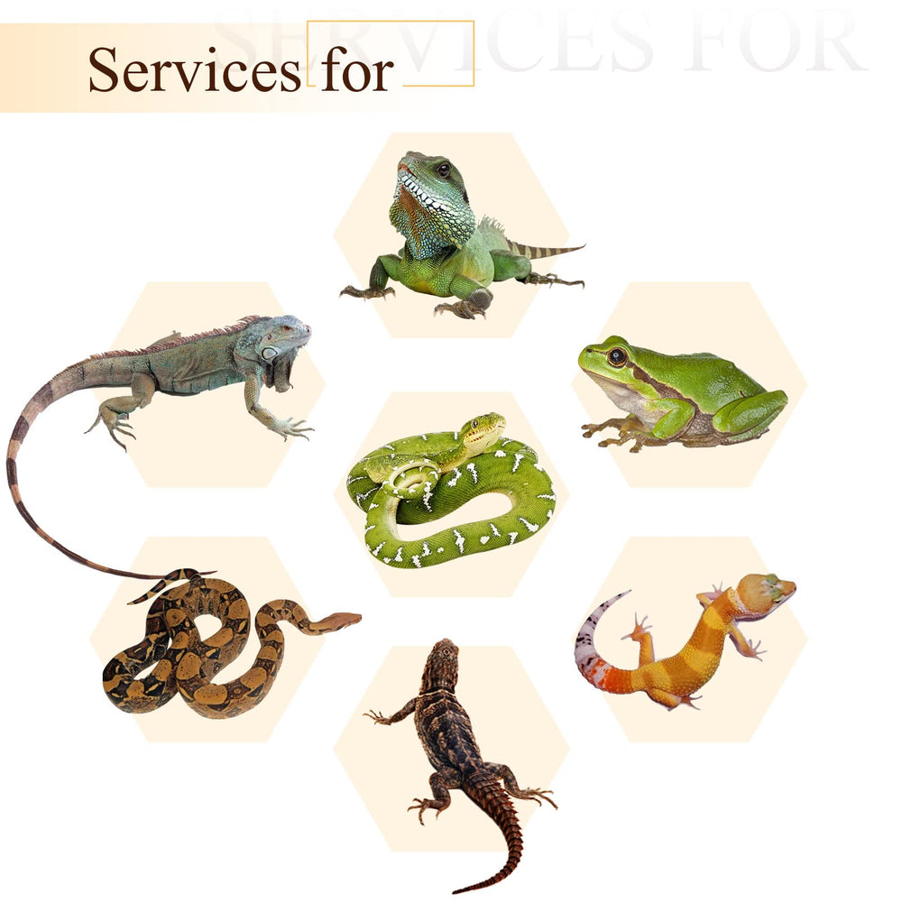 Canlierr accesorios decorativos para terrario, útiles para mascotas activas.