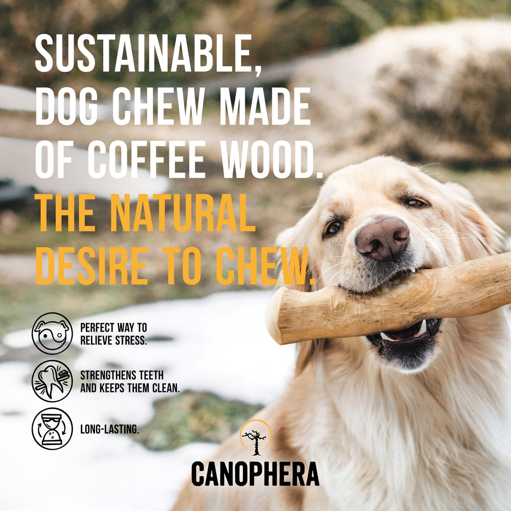 Canophera-chien-mache-bois-cafe-petit, soutien hygiène dentaire.