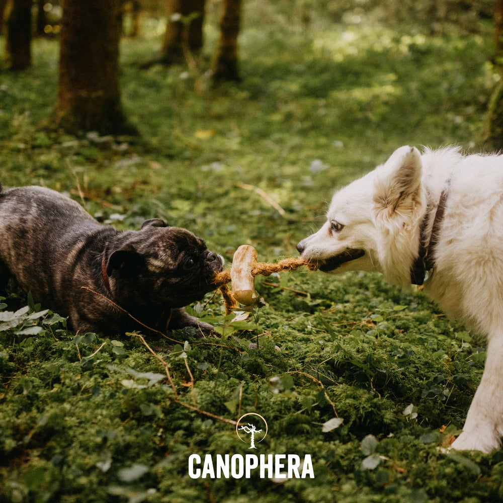 Canophera: limpieza dental suave con fibra natural durante la mordida.