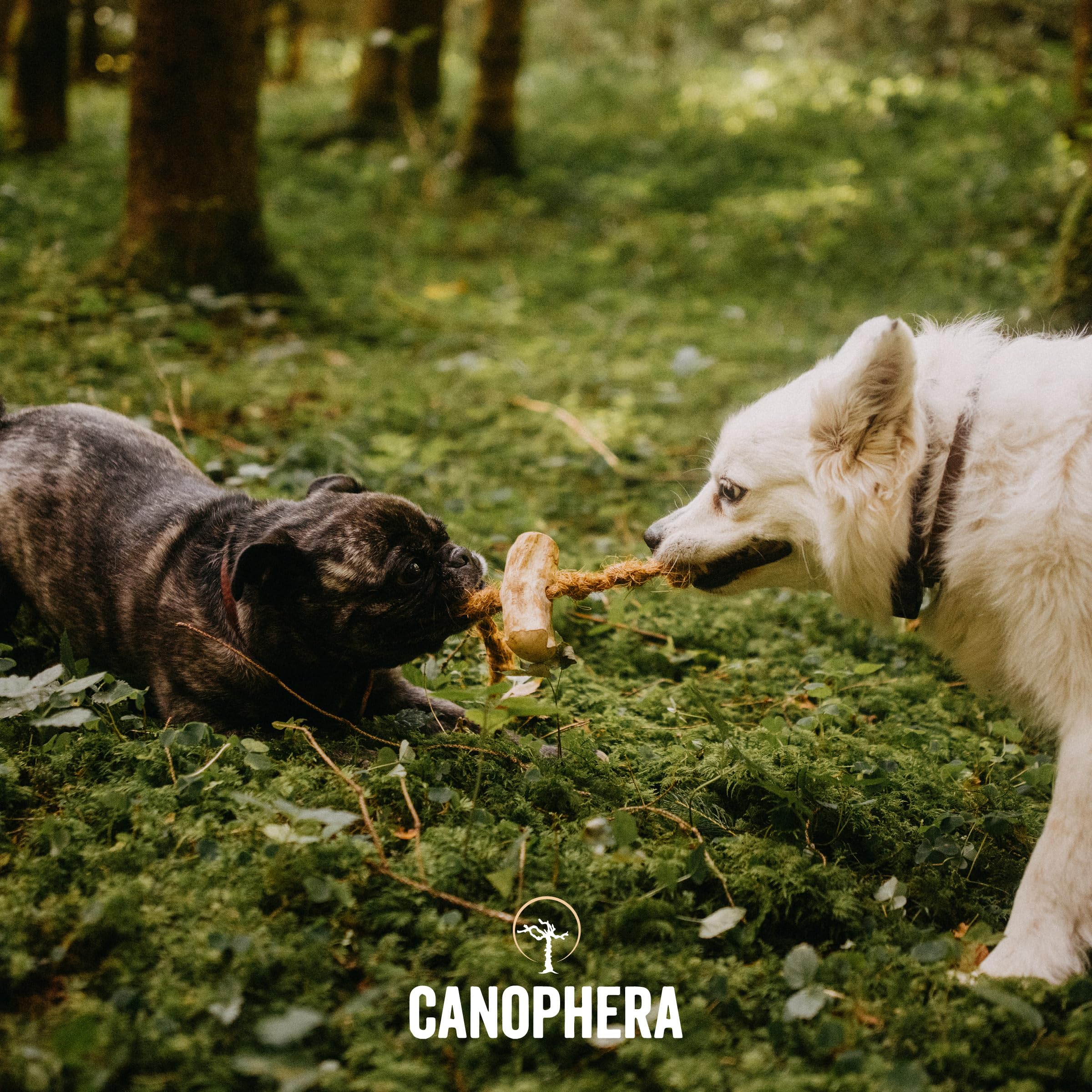 Canophera masticable para perros: opción sostenible y natural para el juego diario