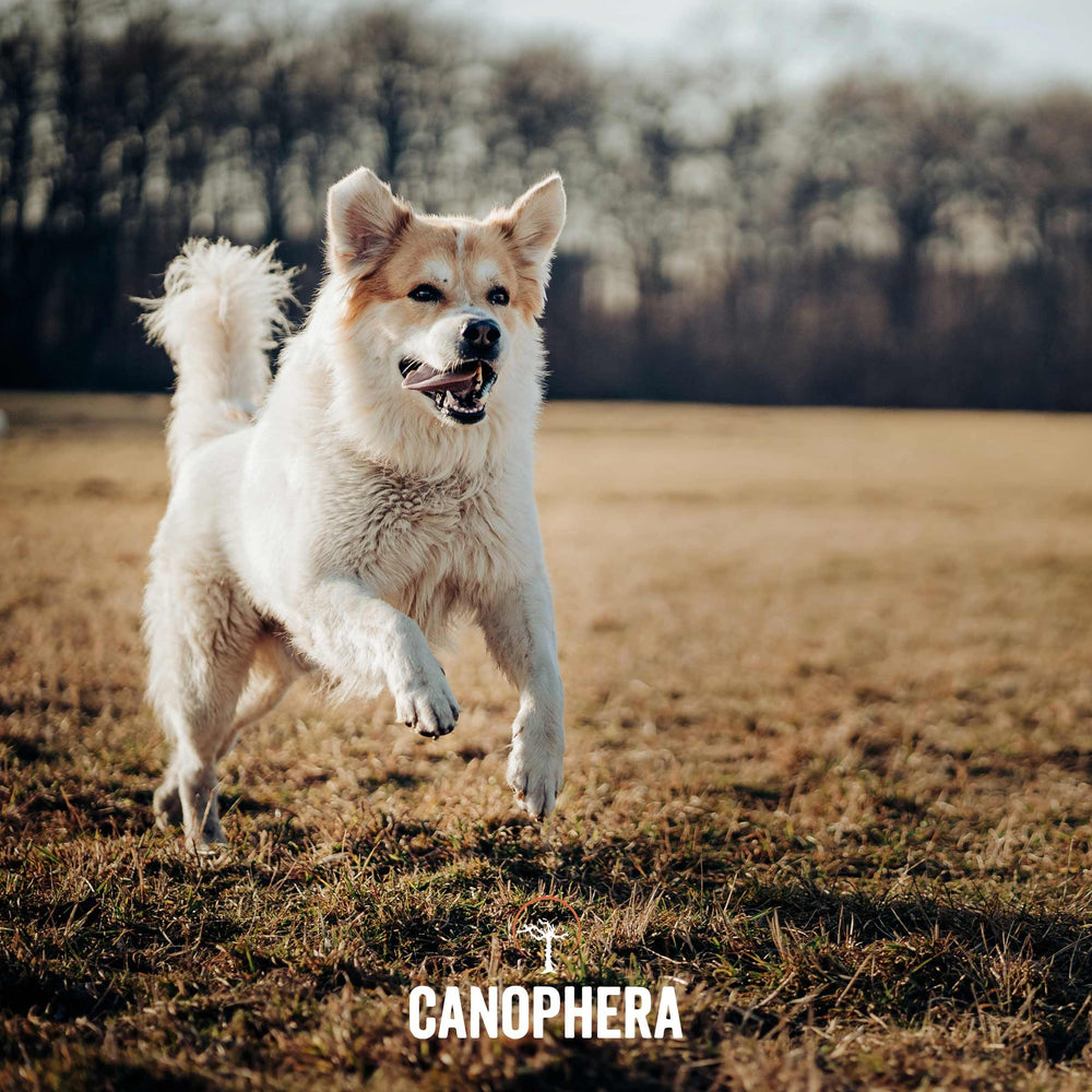 Canophera mordedor para perros exigentes y masticadores
