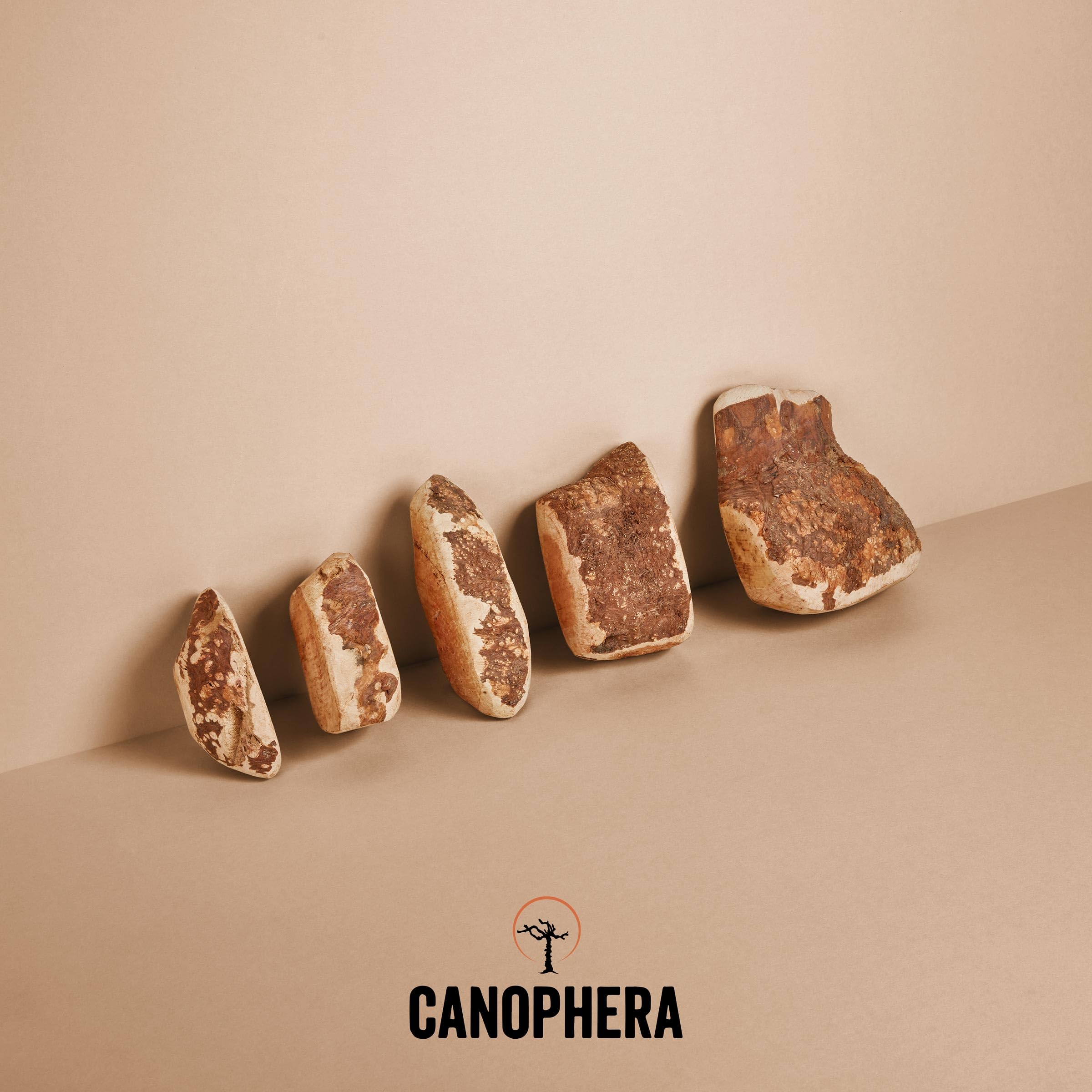 canophera mordedor para uso diario en perros grandes