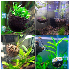 Capetsma doble-sujecion-ventosas mantiene el acuario en posición y orden visual.