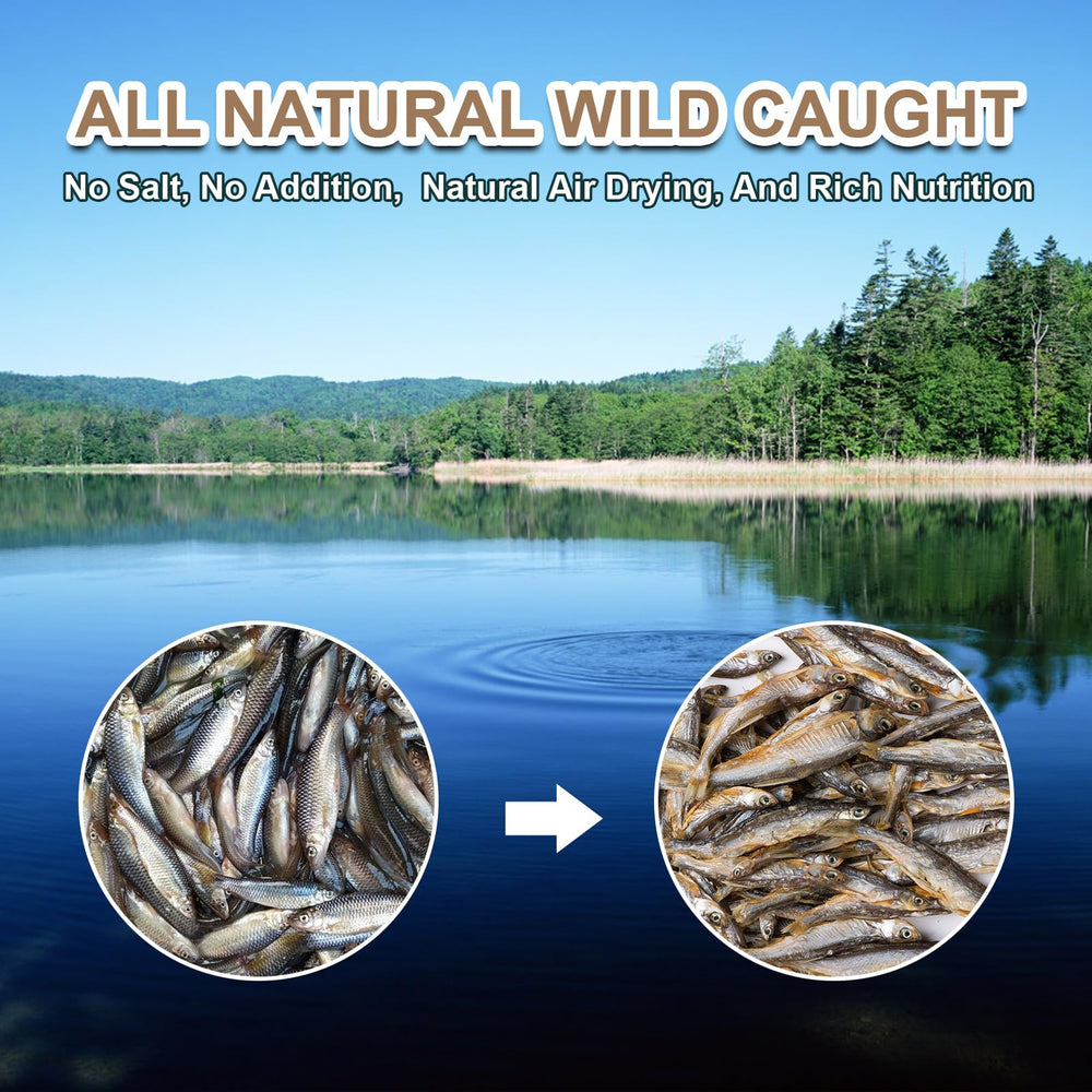 Capuca Minnows alto en proteína para tortugas y reptiles