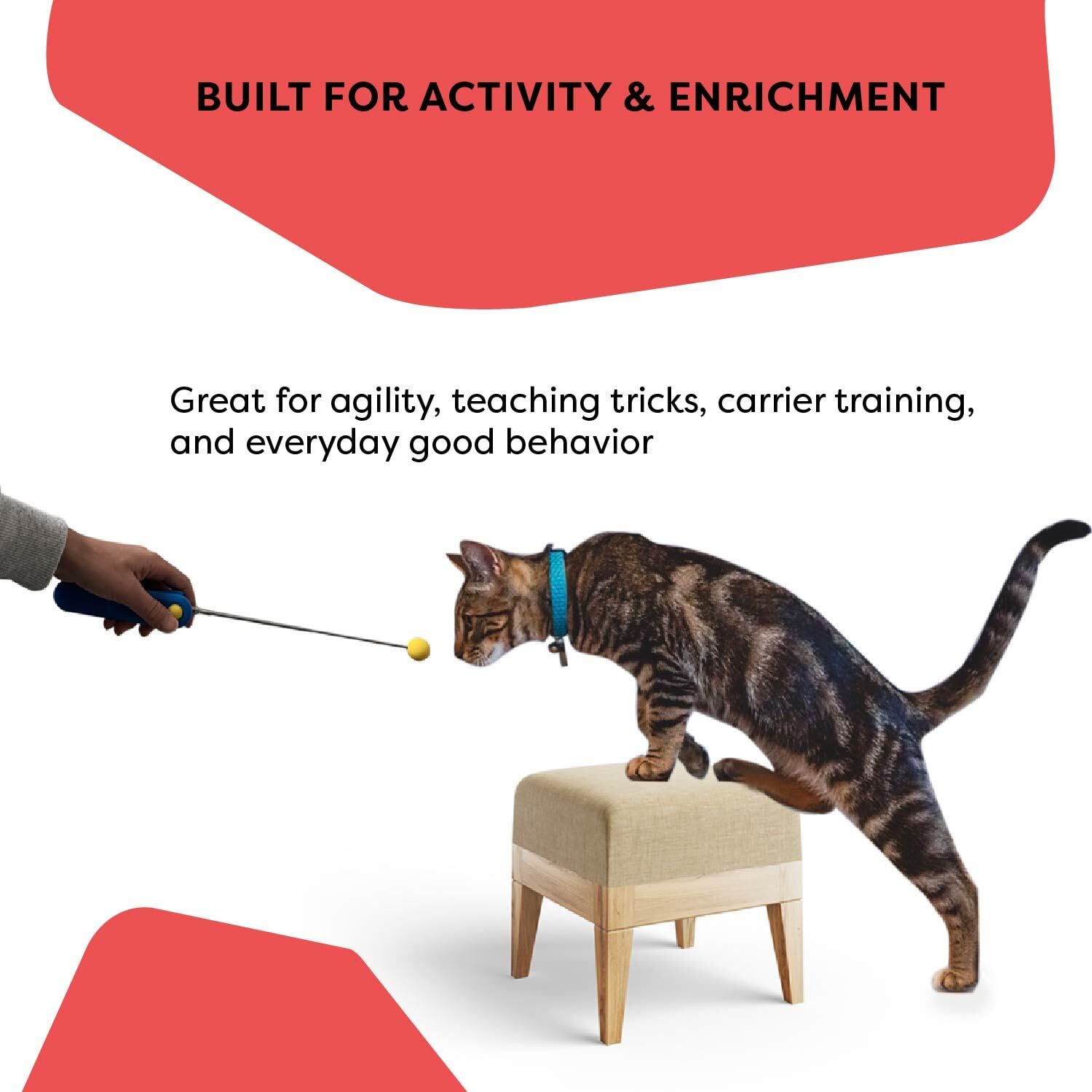 CAT SCHOOL video-tutoriales-para-entrenamiento: apoyo práctico de un experto