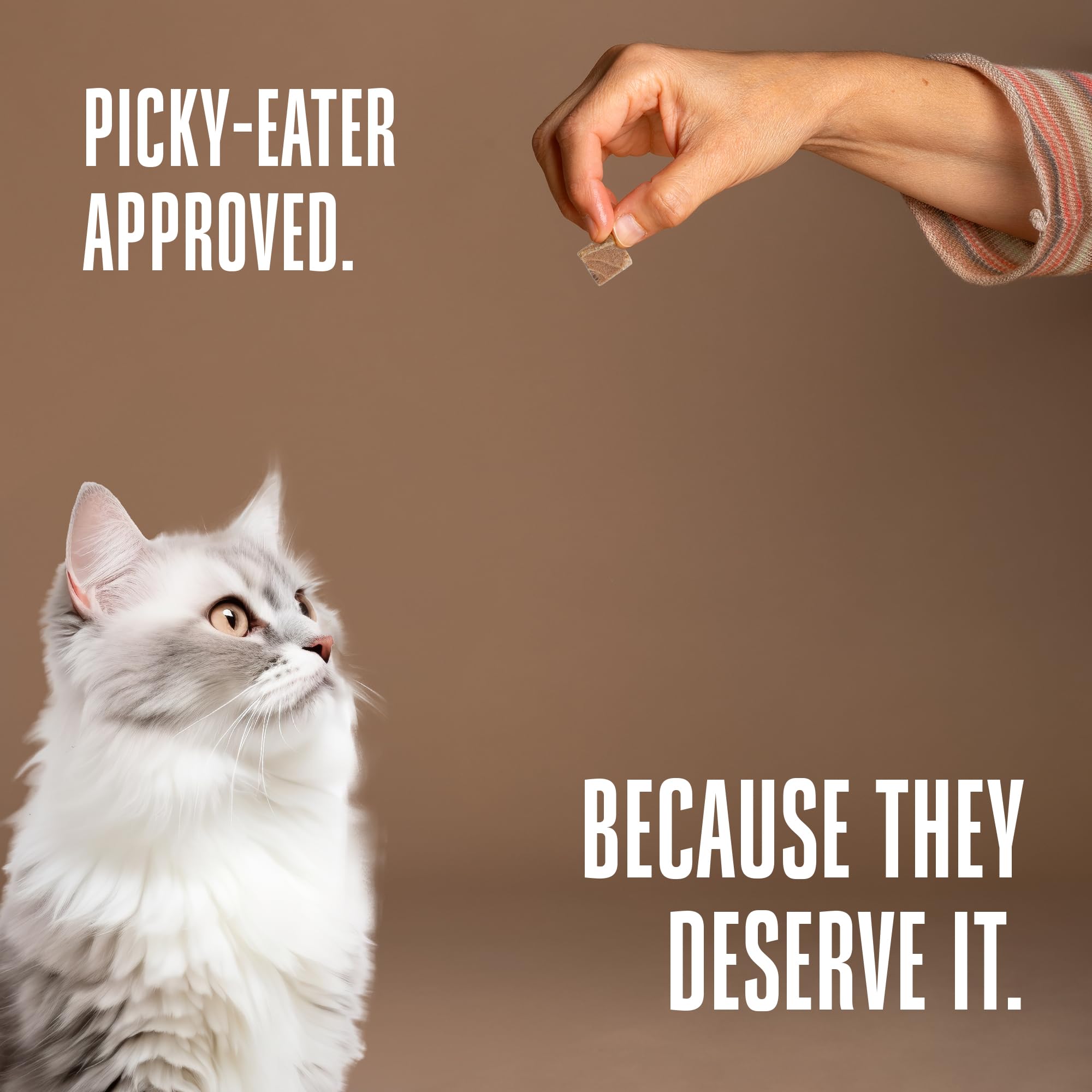 Cat training snacks in a bowl perfect for rewarding good behavior.