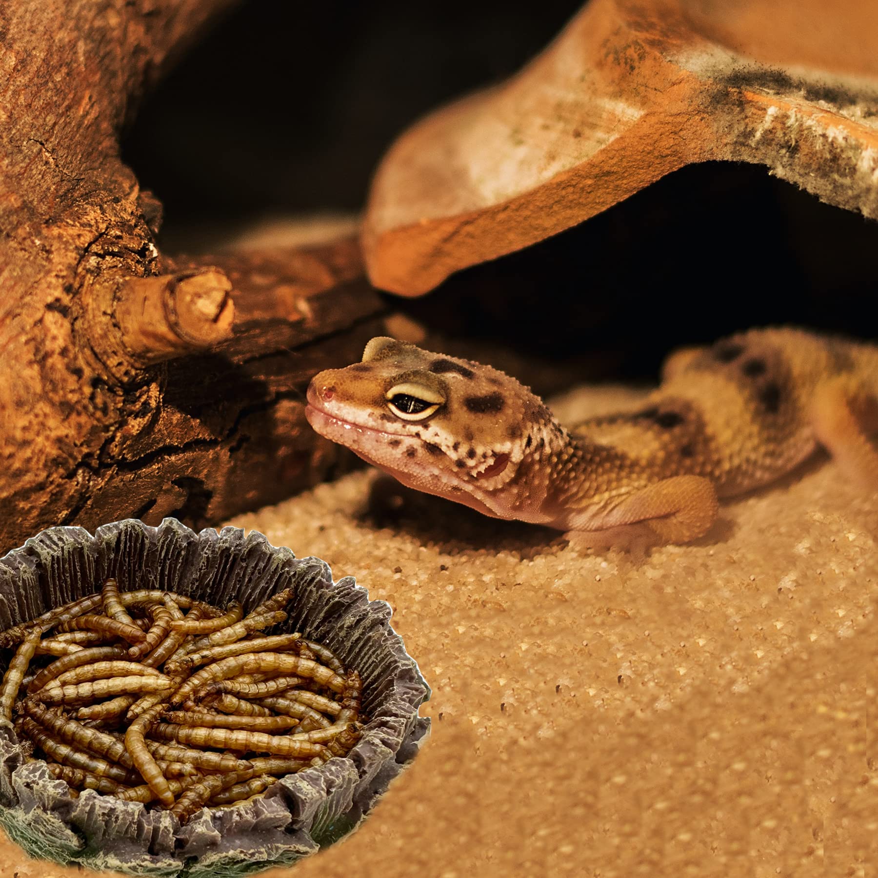 CATENEED accesorio habitat reptil plato alimenticio de resistencia