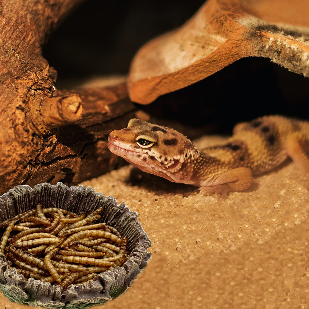 CATENEED accesorio habitat reptil plato alimenticio de resistencia