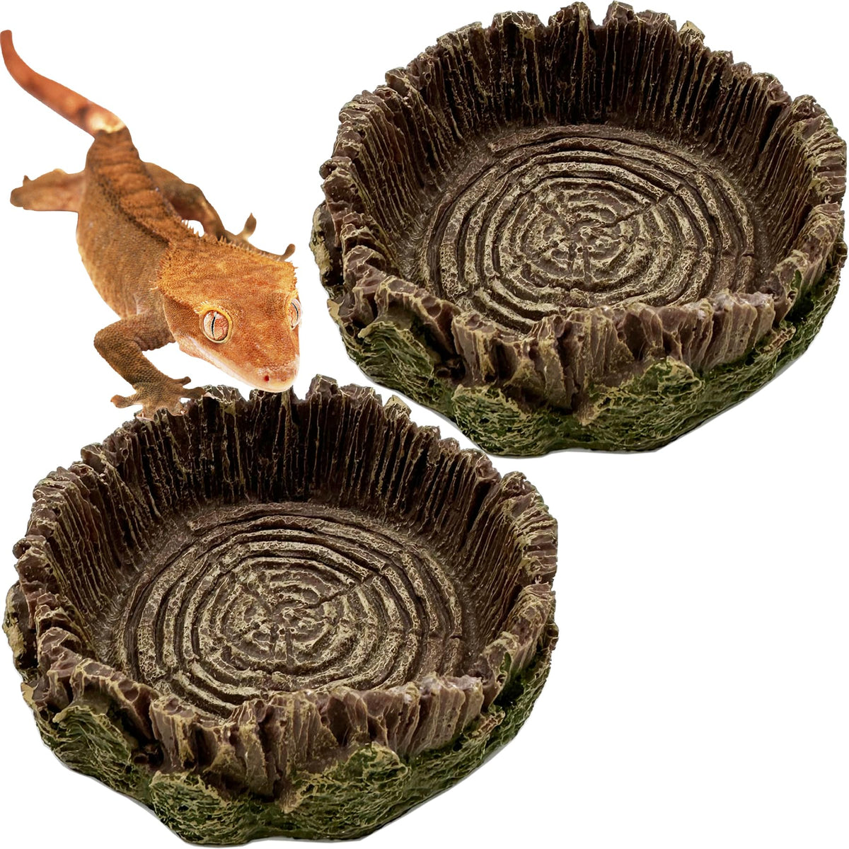 CATENEED plato alimento reptil pequeno terrario ideal para comidas diarias sin desorden