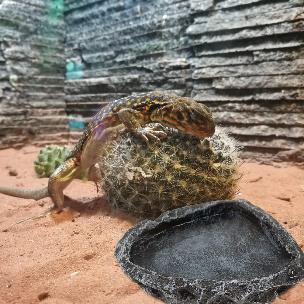 CATENESS bol résine, matériau durable et léger pour reptiles