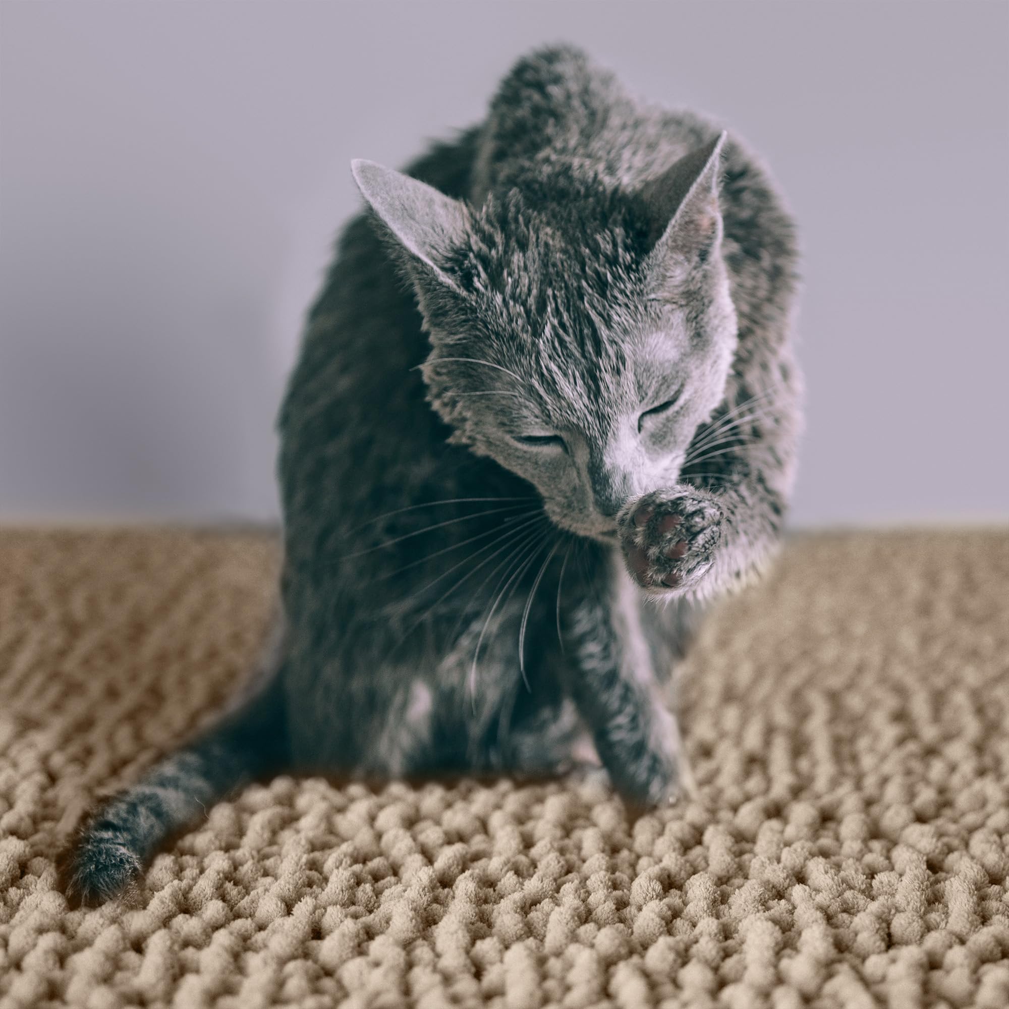 CatGuru Alfombrilla mediana de 24 x 20 pulgadas para hogares activos