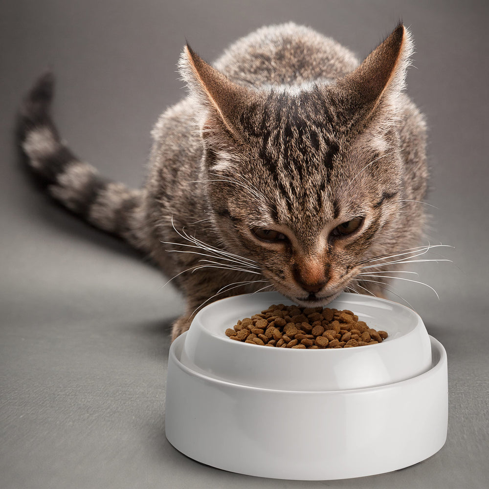 CatGuru apto para lavavajillas, limpieza rápida para dueños ocupados