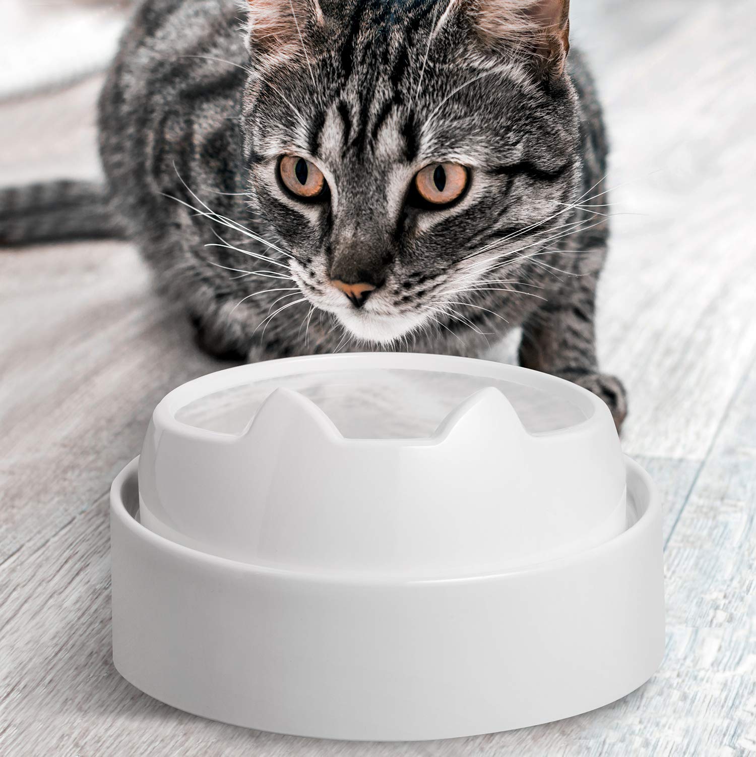 CatGuru eleva los cuencos para comer con mayor comodidad